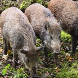 Wildpark Langenberg - Pfaffikon