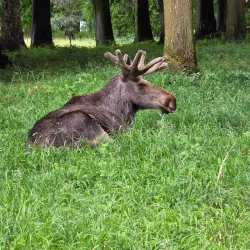 Wildpark Langenberg - Pfaffikon