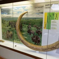 The Jura Museum of Natural History - Porrentruy
