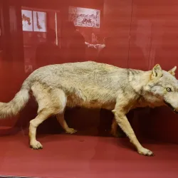 The Jura Museum of Natural History - Porrentruy