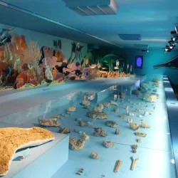 The Jura Museum of Natural History - Porrentruy