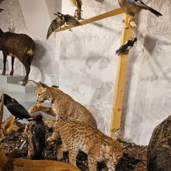 The Jura Museum of Natural History - Porrentruy