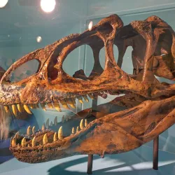 The Jura Museum of Natural History - Porrentruy