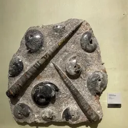 The Jura Museum of Natural History - Porrentruy