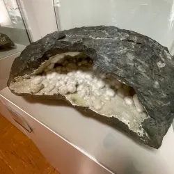 The Jura Museum of Natural History - Porrentruy