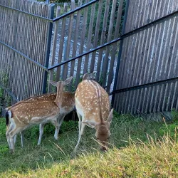 Capuchin Monastery (Kapuzinerkloster) - Rapperswil