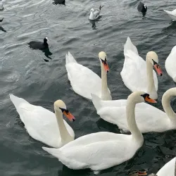 Lake Zurich Promenade - Rapperswil