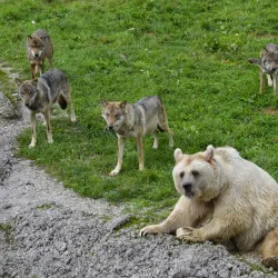 Rapperswil Zoo (Tierpark Goldingen) - Rapperswil