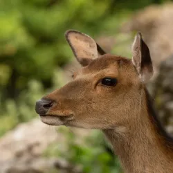 Rapperswil Zoo (Tierpark Goldingen) - Rapperswil