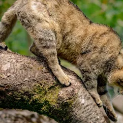 Rapperswil Zoo (Tierpark Goldingen) - Rapperswil