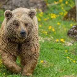 Rapperswil Zoo (Tierpark Goldingen) - Rapperswil