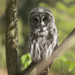 Rapperswil Zoo (Tierpark Goldingen) - Rapperswil