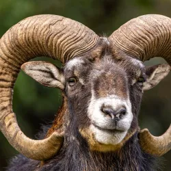 Rapperswil Zoo (Tierpark Goldingen) - Rapperswil