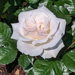 Rose Gardens (Rosengarten) - Rapperswil