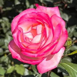 Rose Gardens (Rosengarten) - Rapperswil