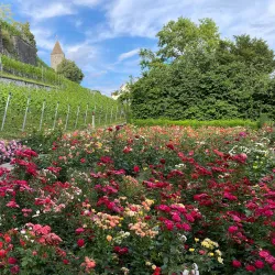 Rose Gardens (Rosengarten) - Rapperswil