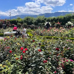 Rose Gardens (Rosengarten) - Rapperswil