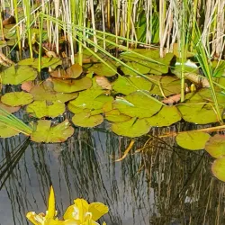 Birskopf Nature Reserve - Riehen
