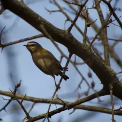 Birskopf Nature Reserve - Riehen