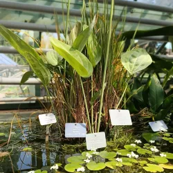 Botanical Garden of the University of Basel - Riehen