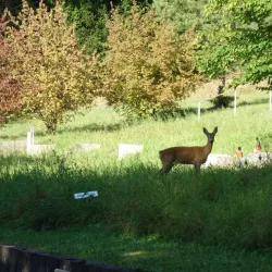 Riehen Cemetery - Riehen