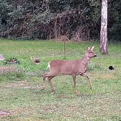 Riehen Cemetery - Riehen