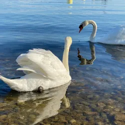 Parc de la Plage - Rolle