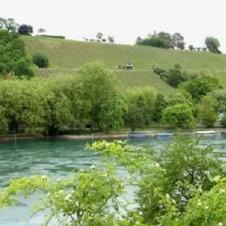 Vineyards of Schaffhausen - Schaffhausen