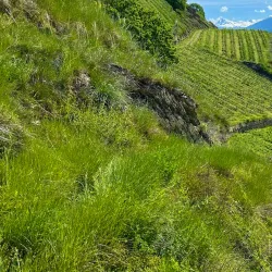 Mont d'Orge Nature Reserve - Sion