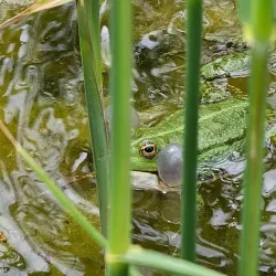 Mont d'Orge Nature Reserve - Sion