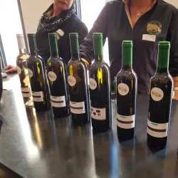 Vineyards of Valais - Sion