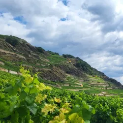 Vineyards of Valais - Sion