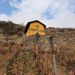 Vineyards of Valais - Sion