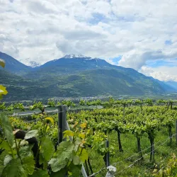 Vineyards of Valais - Sion