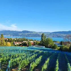 Vineyards of Staefa - Staefa (Stäfa)