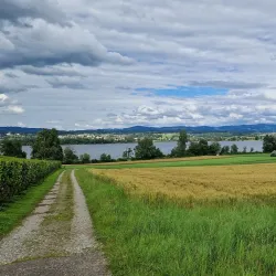 Greifensee Bird Observatory - Uster