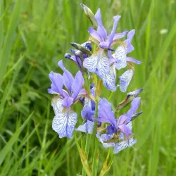 Greifensee Bird Observatory - Uster
