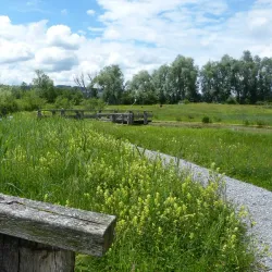 Greifensee Bird Observatory - Uster