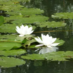 Greifensee Bird Observatory - Uster