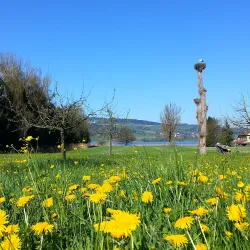 Greifensee Nature Reserve - Uster