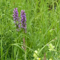 Greifensee Nature Reserve - Uster