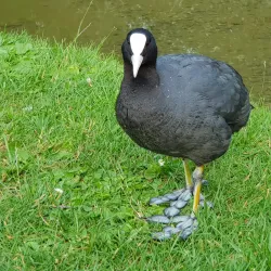 Uster City Park - Uster