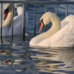 Bains des Pâquis - Vandoeuvres