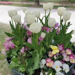 Parc de l'Indépendance - Vevey