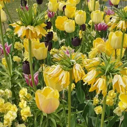 Parc de l'Indépendance - Vevey