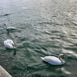 Vevey Lakeside Promenade - Vevey