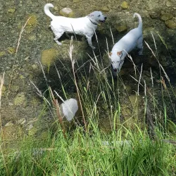 Sentier des Vignes - Vouvry