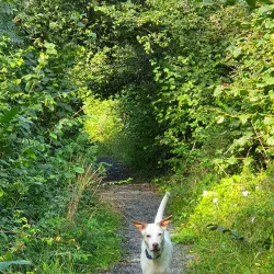 Sentier des Vignes - Vouvry