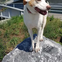 Sentier des Vignes - Vouvry