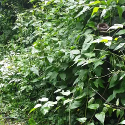 Sentier des Vignes - Vouvry